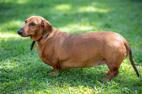 dog  overweight louisa vets