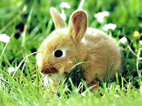 cutest bunny pic poll results baby bunnies fanpop