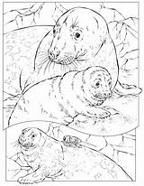 Coloring Pages Dugong Getdrawings sketch template