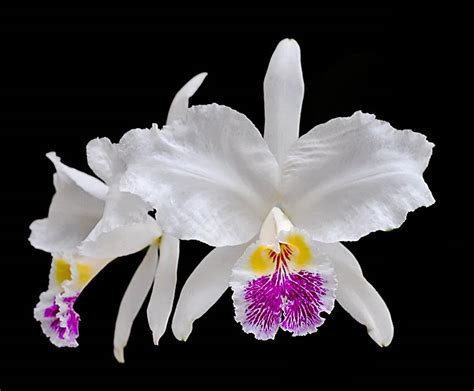 cattleya lueddmanniana semi alba cooperorchids orquidário