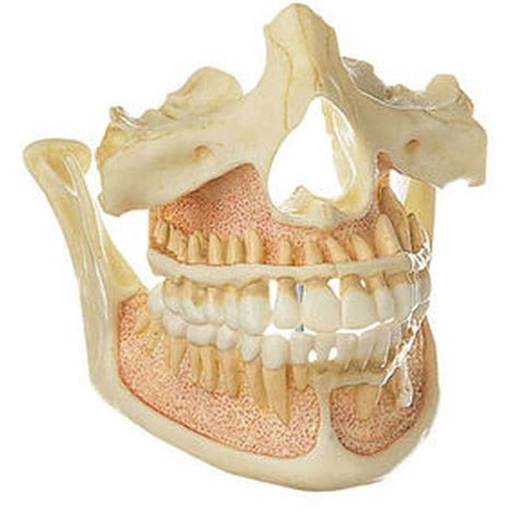 es   upper   jaw   adult biomedical models