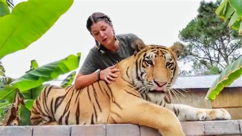 Big Beautiful Tiger On A Walk Myrtle Beach Safari Youtube