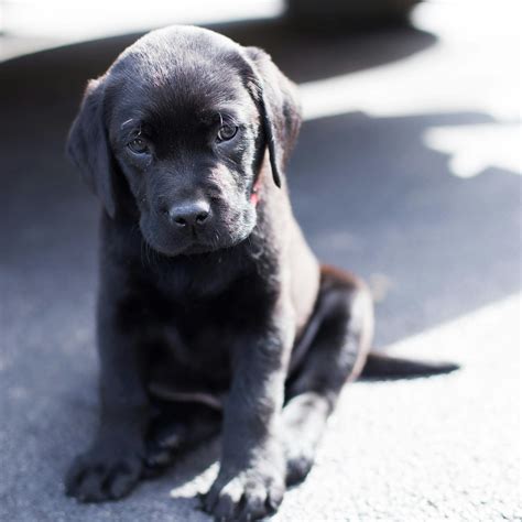 stock photo  black lab lab puppy