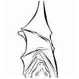 Bats Coloring Outline Sleeping sketch template