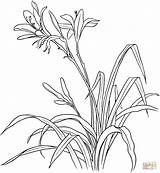 Lily Coloring Drawing Pages Hemerocallis Easter Calla Spp Flower Tiger Lilies Flowers Printable Drawings Getcolorings Field Blossom Color Print sketch template