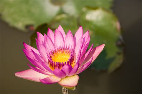 lotus flower