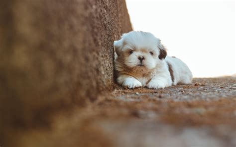 de kleinste honden ter wereld alles  honden