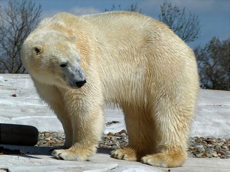 babe polar bear plunge nude porn archive
