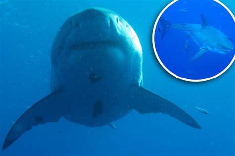 world s biggest great white shark deep blue on camera in