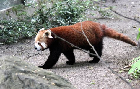 der feuerrote kleine panda foto bild tiere zoo wildpark