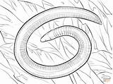 Caecilian Coloring Pages Kerala Printable Drawing Categories sketch template