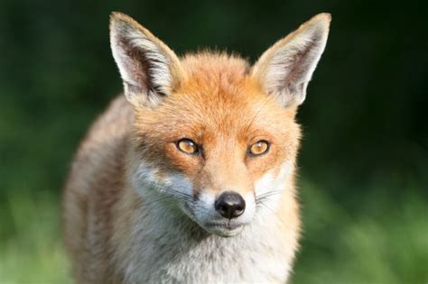 humans responsible  fox attacks  babies metro news