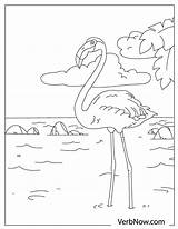 Verbnow Flamingos Duck sketch template