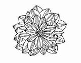 Dalia Dahlia Colorir Fleur Colorier Coloriage Dalias Fiori Stampare Pasa Rato Pintando Preciosas sketch template