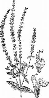 Salvia Nemorosa Clipart Clipground Etc Medium Large sketch template