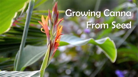 growing canna  seed collecting seed canna lily care seeds
