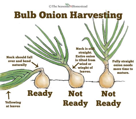 harvest cure  store onions  seasonal homestead
