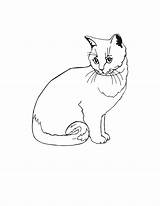 Colorat Desene Planse Pisica Pisici Desen Creion Animale Domestice Fise Plansa Copii Oaie Martisor Mamifere Lilbitty sketch template