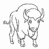 Buffalo Coloring Pages Murrah Printable Water Bison sketch template