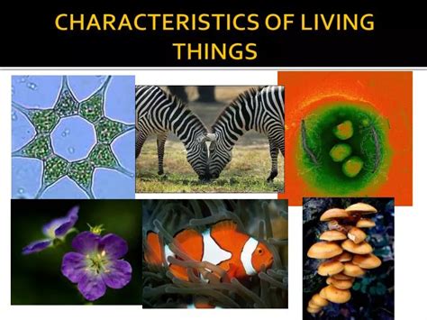 characteristics  living  powerpoint