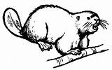 Castor Beaver 1608 Castores Divierten Aprenden Juegan sketch template