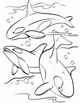 Dolphins Dolphin Wonder sketch template