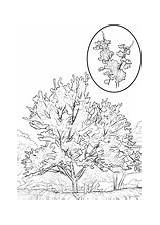 Coloring Redbud Eastern Pages Cottonwood Printable Drawing sketch template