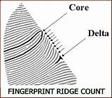 Ridge Fingerprint Perspectives Revealing Aspects sketch template