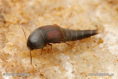 Rove Beetle Photos Rove Beetle Images Nature Wildlife