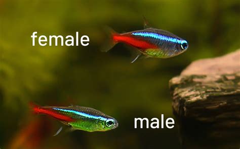 How To Sex Neon Tetras Male Or Female Aquariumnexus