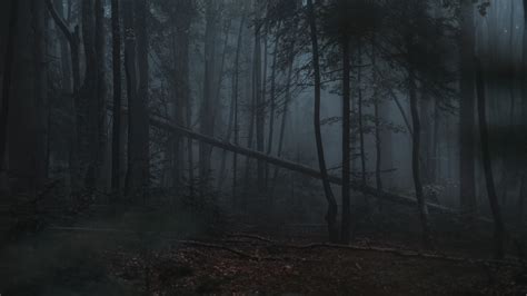 bosque niebla arboles sombrio oscuro imagen foto fondo de