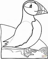 Puffin Coloring Bird Pages Printable Atlantic Print Cartoon Super Puffins Supercoloring Color Coloringhome 21kb Visit Embroidery Pattern Choose Board Popular sketch template