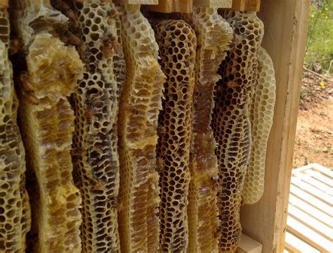 On The Topography Of Honeycomb Milkwood Permaculture