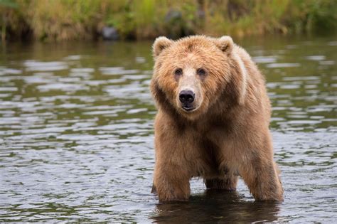 meet  giant brown bear  kodiak island  wild animals