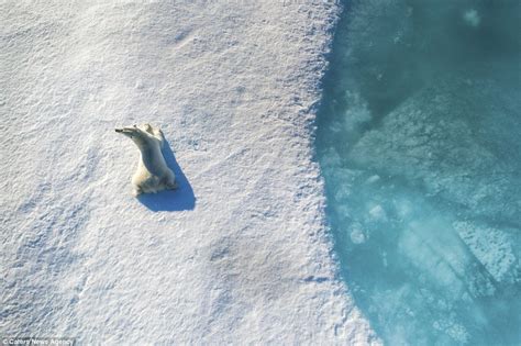 Polar Bear Leaps Between Broken Sheets Of Ice In Canada
