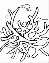 Coral Reef Coloring Pages Drawing Barrier Great Color Print Seaweed Kids Reefs Underwater Line Animals Template Draw Animal Sheets Plants sketch template