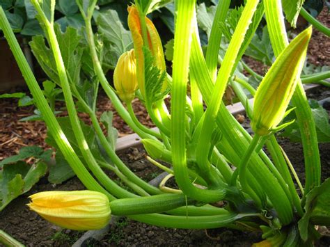 gardening zucchini plants    planted