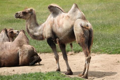 camello bactriano salvaje fotografia de stock  wrangel