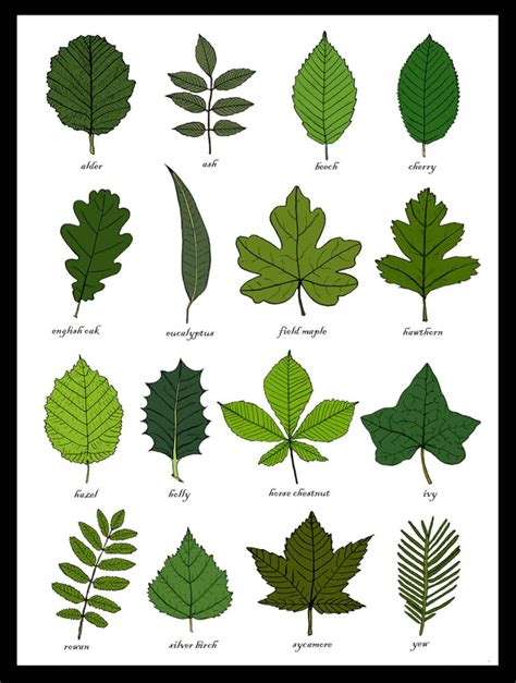 leaves identification print wall art chart botanical leaf art print unframed etsy