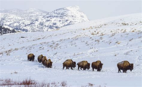 Yellowstone National Park Vacation Womens Winter Vacation