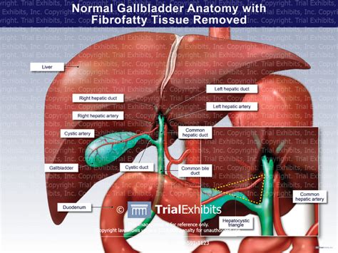 Normal Gallbladder Anatomy Trialexhibits Inc