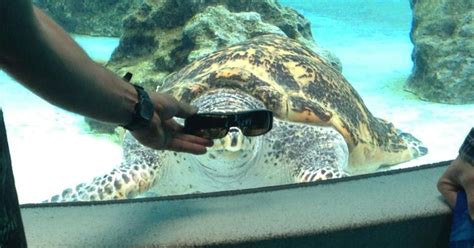 coolest turtle  picture huffpost uk comedy