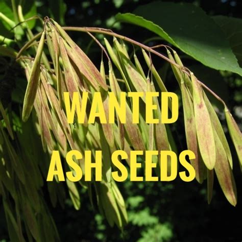 giants  nova scotia important year  collect ash seeds