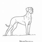Dane Great Coloring Dog Pages Draw Lineart Drawing Simple Drawings Gran Google Sketches Line Dibujos Dogs Perros Deviantart Popular Paintings sketch template