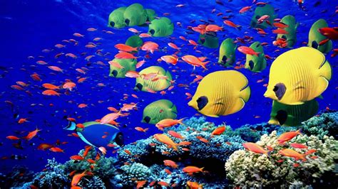 wallpaper  px hewan terang warna ikan kehidupan batu karang laut berenang