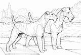 Terrier Airedale Ausmalbild Ausmalbilder Kostenlos Hunde sketch template
