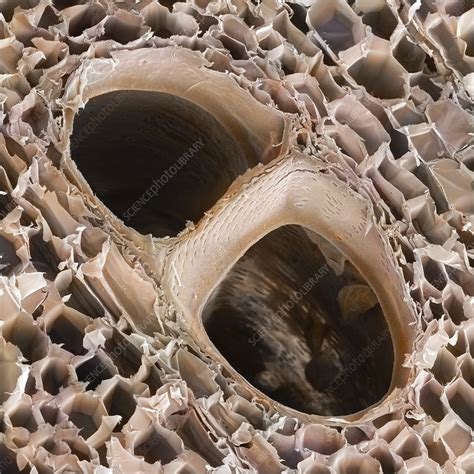 balsa wood structure sem stock image  science photo library