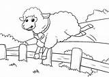 Schaf Zaun Haustiere Springt Tieren sketch template