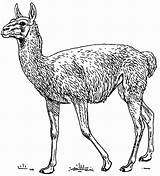 Guanaco Coloring Pages Animal Animals Printable Large Color sketch template