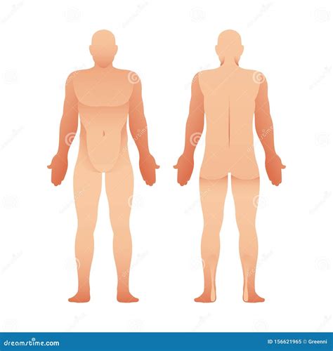 images   human body front   body diagram  professional massage chart front